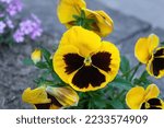 Small photo of Viola Cello Yellow Blotched bloom. Bright pansy flowers grow in spring ornamental garden. Blooming Viola wirttrockiana plants in urban garden. Flower bed with growing colorful pansies in summer yard