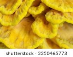Yellow Chicken Of The Woods...