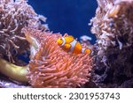 Small photo of Orange Ocellaris clownfish swimming in deep ocean. Cute Amphiprion ocellaris or false percula clown fish swim in fishtank. Colorful bright small fish and Bubble-tip Anemone in aquarium, real sea life