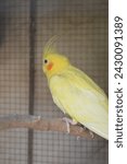 Small photo of If you have discovered a truth, tell it first to a parrot! Every new truth needs an insistent repetition!