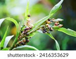 Small photo of Job's tears seed on the tree plant, coix lachryma jobi - chinese pearl barley coixseed