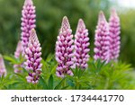 Blooming macro lupine flower. Lupinus, lupin, lupine field with pink purple flower. Bunch of lupines summer flower background. A field of lupines. Violet spring and summer flower