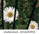Small photo of "Embrace the beauty and confinement with this captivating image: a delicate flower enclosed within the confines of a graceful cage. This striking composition evokes a myriad of emotion