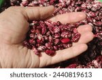 Small photo of Safflower Kidney Bean in Hand
