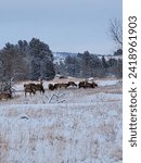 Small photo of Elk Hern in Custer State Park