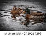 Small photo of Ducks swimming in the arctic duck drooling in the winter