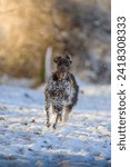 Small photo of In the snowy expanse of Germany, a playful German Shepherd puppy is a dynamic force of energy, joyously navigating the winter wonderland. Every pawprint in the snow tells a tale of spirited play, as t