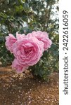 Small photo of Pink Rosa'constance Spry' So beautiful