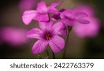 Small photo of Oxalis articulata, commonly known as pink-sorrel or pink wood sorrel, is a delicate and charming perennial plant that belongs to the Oxalidaceae family. Native to South America, particularly Argentina