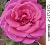 Small photo of Gertrude Jekyll HD Flower,Pink HD Flower,Rose Scientific name: Rosa 'Gertrude Jekyll' Hybrid parentage: 'Wife of Bath' x 'Comte de Chambord' Origin: Great Britain, 1986