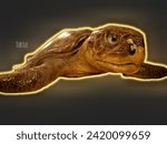 Small photo of A turtle is a reptile that has a shell covering its body. Turtles are known for moving very slowly. There are more than 350 species, or types, of turtle. Turtles are found in most parts of the world.