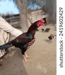 Small photo of Animal birds farming agriculture cock birds beak brown food cooking and farming categories Aseeel Villegas hends and Animal