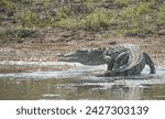 Small photo of Mugger crocodile going out of the water