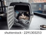 Small photo of A beautiful cat in a portable cage. High quality photo
