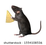 The black rat is holding a big...
