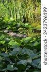 Small photo of In the serene lake, turtles rest among the lily pads. The dappled light penetrates the clear water, creating a tableau of tranquility. Date: 5 September 2023 Location: Stuttgart Zoo from Germany