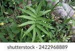 Small photo of Tasikmalaya, Indonesia-Ferns are known as spore cormophytes because they reproduce asexually with spores.