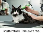 Small photo of Cat grooming in pet beauty salon. Grooming master cuts and shaves a cat, cares for a cat. The vet uses an electric shaving machine for the cat. The cat's muzzle looks at the camera in close-up.
