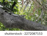 Small photo of skink, resting in the trees, this species likes to be in high areas where it can see far and wide