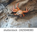 Small photo of 'Sally Lightfoot' Crab, (Grapsus grapsus) feeding on a rock wall Galapagos Islands
