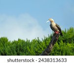 Small photo of Red Footed Booby hunting fish
