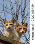 Small photo of A couple of cute cats. Norris Dorris