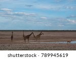 Group Of Giraffes And...