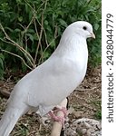 Small photo of The domestic pigeon, often seen flitting through bustling cityscapes, boasts a far richer history and diversity than most realize. More than just a "park pest," these birds have served as cherished