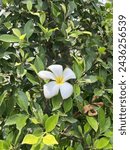 Small photo of One frangipani flower among countless leaves