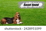  basset hound dog on a grass...