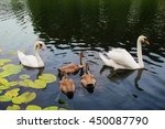 Swan Family 