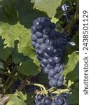Small photo of Close up of grapes hanging on branch. Hanging grapes. Grape farming. Grapes farm. Tasty purple grape bunches hanging on branch. Grapes. Close-up of a purple grape hanging in a vineyard