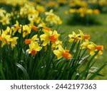 Amazing yellow daffodils flower ...