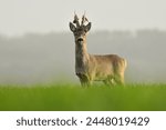 Roe deer new antlers wildlife...