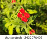 Small photo of Close up Red crown of thorns flower or Christ plant or Euphorbia milli.