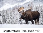 A Moose in Jasper Canada