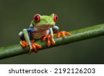 Red eyed tree frog in costa...