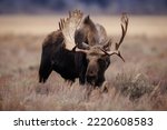 Bull Moose During the Rut in Grand Teton National Park