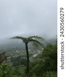 Small photo of seen from above the trees covered in fog in the Berastagi mountains, Karo district, North Sumatra