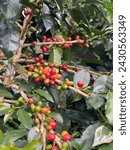 Small photo of coffee plants found in Karo land, North Sumatra