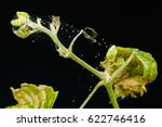 A Spider Mite Parasitizes On A...