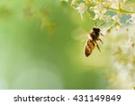 flying honey bee