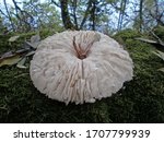 Small photo of Focus on an unidentified white, round, footless mushroom. It is probably a fungus eaten in part by insects.