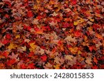 Small photo of Peoria Illinois USA- October 28th 2023: Fall leaves