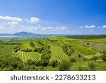 Vineyards under Palava,  Southern Moravia, Czech Republic