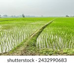 Small photo of The vast paddy fields of the village stretch like a quilt of vibrant green, swaying gently in the breeze. Golden sunlight dances on the rippling surface, while farmers toil with care.