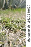 Small photo of Wet bum green grass drops
