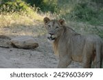 Small photo of Lion turning its head looking you right in the eye while drooling