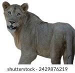 Small photo of Young male lion look back at the camera, turning its head looking you right in the eye while drooling, isolated on white