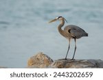 Great blue heron standing on a...